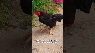 CÓMO CRUZAR UN GALLO ASIL CON GALLINAS LISAS CORRECTAMENTE *AQUI TE ENSEÑAMOS*
