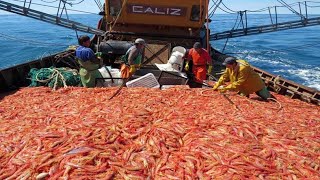 Amazing Commercial Shrimp Fishing By Net Trawl - Catch Hundreds Tons Shrimp With Modern Big Boat