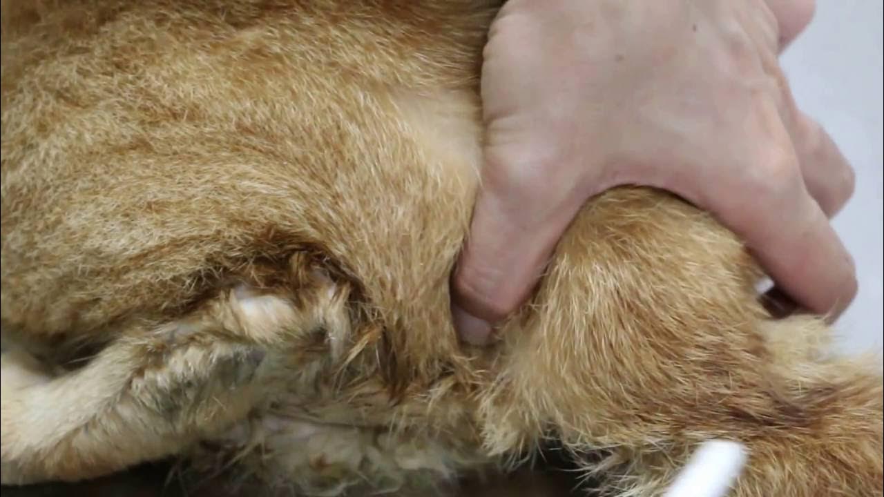 A cat has constipation for 7 days YouTube