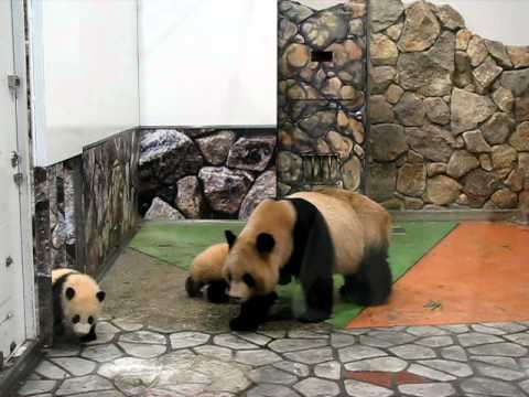 2011.1.9 白浜親子パンダ　良浜＆海浜＆陽浜　その２