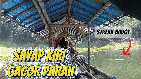 Sayap kiri ikan semua ga ada airnya  ‼️ mancing Jatiluhur terbaru ‼️