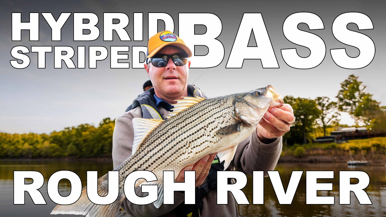 Hybrid Striped Bass at Rough River 