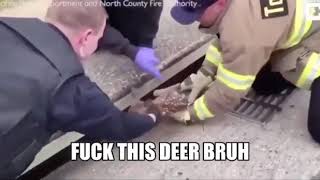 Fuck this deer bruh