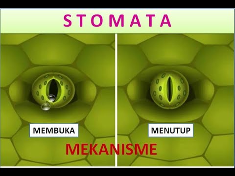 Video: Pada siang hari ketika stomata membuka daun adalah?