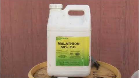 How to Keep Insects From Growing in Peach Trees