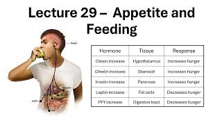 All About How The Brain Controls Appetite and Feeding