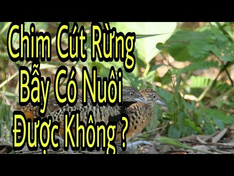 Video: Khi Chim Cút Bắt đầu Bay