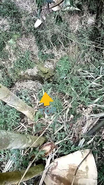 suara burung kacer air di alam liar
