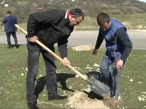 ზესტაფონი ნერგების დარგვა