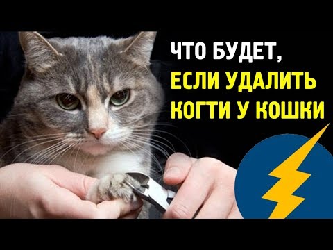 Онихэктомия: Что будет, если удалить когти у кошки