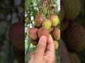 Raw mango ripening skills #camping #bushcraft #survival #facts #skills #lifehacks #outdoors #ideas