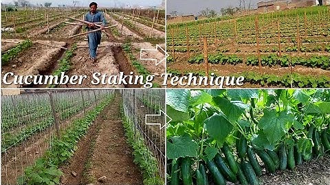 Simple Easy and Cheap Trellis For Cucumber/Climbing Plants: A Trellis To Make You Jealous