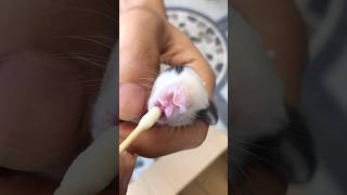 How to Feed 5-Day-Old Baby Bunnies | Newborn Rabbit Care Tips #rabbit #5daysoldbunnies