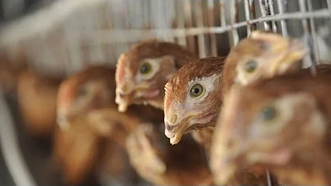 Bird Flu: How to Contain the Latest Outbreak - DayDayNews