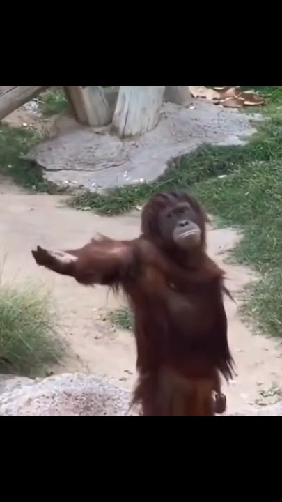 Orangutan demands food #shorts #youtubeshorts #memes #meme #viral #animals