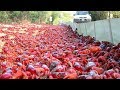 La fantastique migration des crabes rouges - ZAPPING SAUVAGE