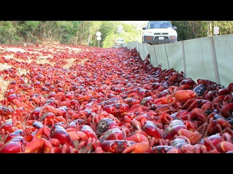 Vidéo: Comment Voir La Migration Du Crabe Rouge Sur L'île Christmas - Réseau Matador