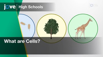 What are Cells? | Cell Bio | Video Textbooks - Preview