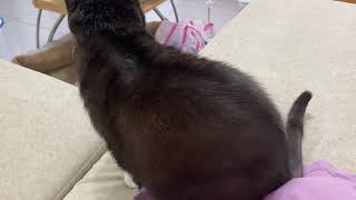 Companion cat/擅長陪伴的貓An's fatty cat