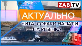 АКТУАЛЬНО: Чита: собаки напали на ребёнка 30.11.2023