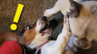 Playful Puppies by Spoiled Puppers 386 views 2 months ago 2 minutes, 11 seconds