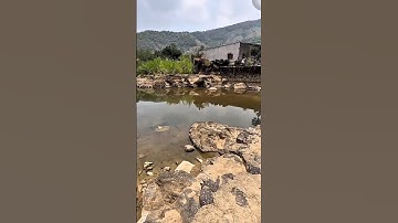 Câu Cá bằng tay chỉ là chuyện nhỏ! #cauca #fishing #shorts