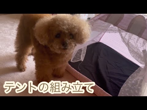 【夏といえば！テント⁈組み立て方に苦戦しながら頑張っている飼い主の横でかまってちゃんなナナ】