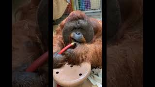 Orangutan Plays With Water Hose.