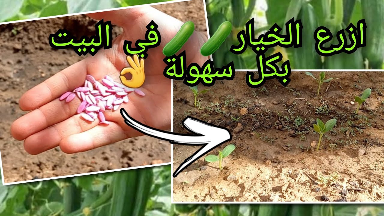 طريقة سهلة لزراعة الخيار 🥒🥒 في المنزل |متابعة بداية الانبات👌 |نصائح قبل الزراعة حتى تضمن إنتاج جيد💥