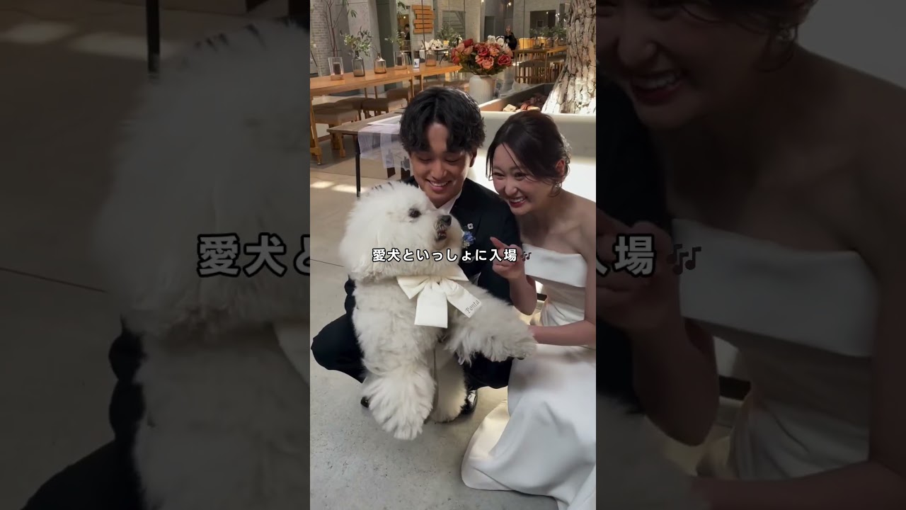 夢みたい❤モフモフかわいいわんちゃんとの結婚式⛪💕🎬ponta7_9 さん(Instagram) #ハナユメ #披露宴レポ #披露宴演出 #リングドック #ドッグウエディング