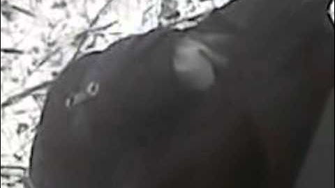 Flying squirrel in hunters backpack