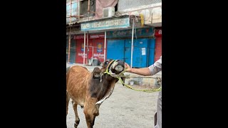 Cow Video With Relaxing Music