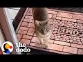 Family Discovers Cat Living Under Their Porch — Watch What Happens Next! | The Dodo Cat Crazy