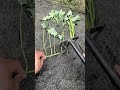 Prepping Fresh Stem Seedlings! 🌿 #PlantingHacks #Agriculture #MyAgricultureLife