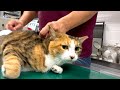 家猫になった元野良猫ゆきちさん、再び動物病院へ
