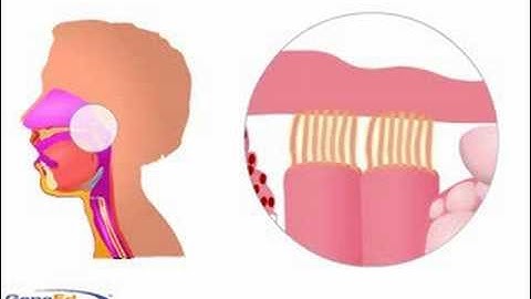 The mucociliary apparatus