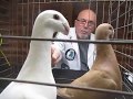 Bill Robinson judging German Beauty Homer Bayshore Pigeon club
