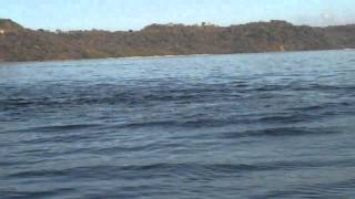 Devil Rays jumping in Costa Rica