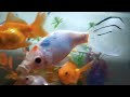 Lindos peces de acuario 🐠😱 el gran Casludovic se los presento 🐠🐠