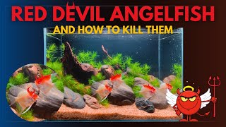 RED DEVIL ANGELFISH AQUARIUM | SMALL AQUASCAPE TUTORIAL