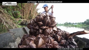 xem hái trái dừa nước ở miền tây - chặt và chế biến dừa nước