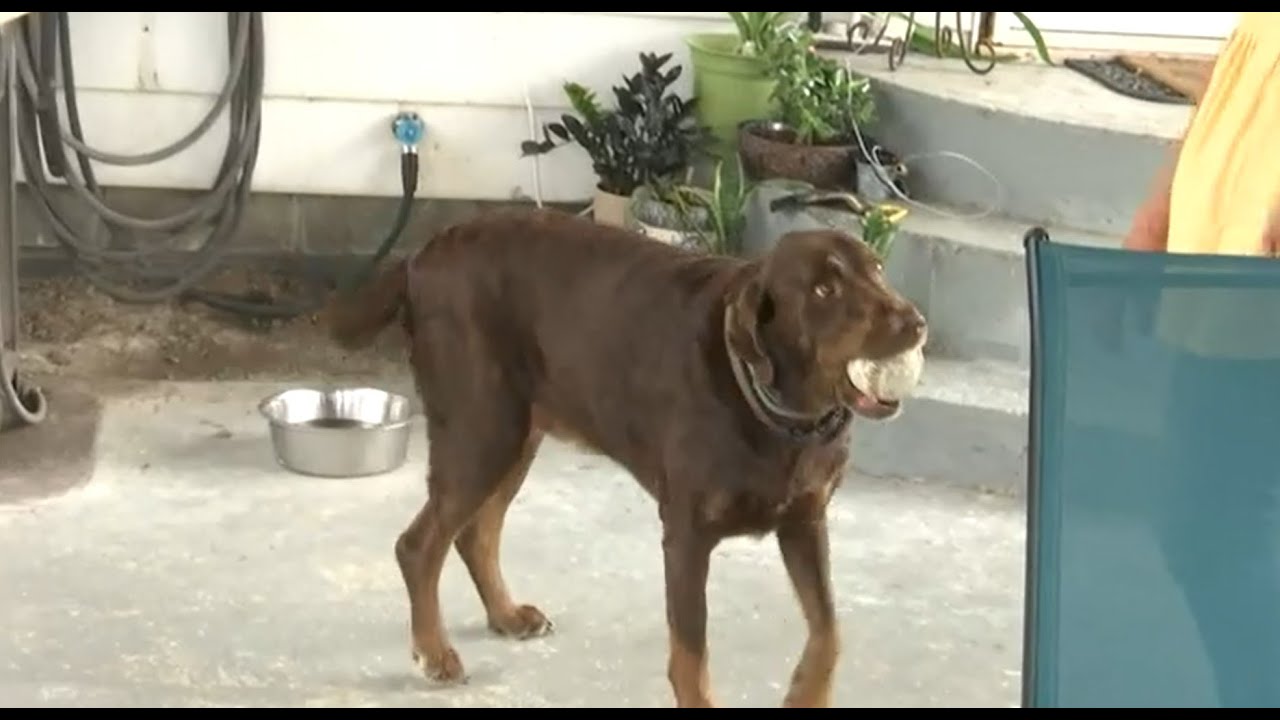 Owners of 'Tucker the dog' who helped locate escaped inmate Michael ...