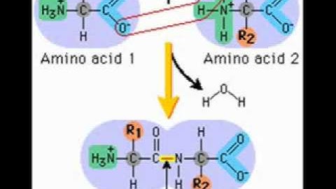 Introduction to Proteins