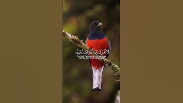 ءَامَنَ الرَّسُولُ بِمَا أُنزِلَ | عبد الباسط عبد الصمد كروما شاشة سوداء قرآن كريم #كرومات_قرآنQuran