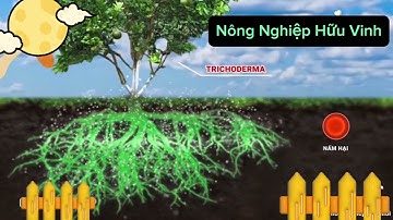 Hiểu rõ về cách hoạt động của Nấm đối kháng TRICHODERMA