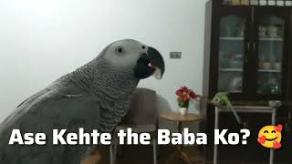 Having Conversation With A Parrot | African Grey Talking Parrot | Mr.Congo
