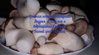 Download lagu Как вырастить грибы Еринги вешенка Степной белый гриб шитаки Как вырастить грибы Еринги вешенка Степной белый гриб шитаки