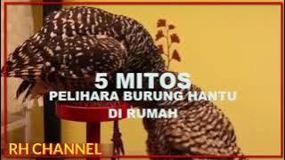 JANGAN COBA,..!!! Inilah 5 Mitos Pelihara Burung Hantu Di Rumah