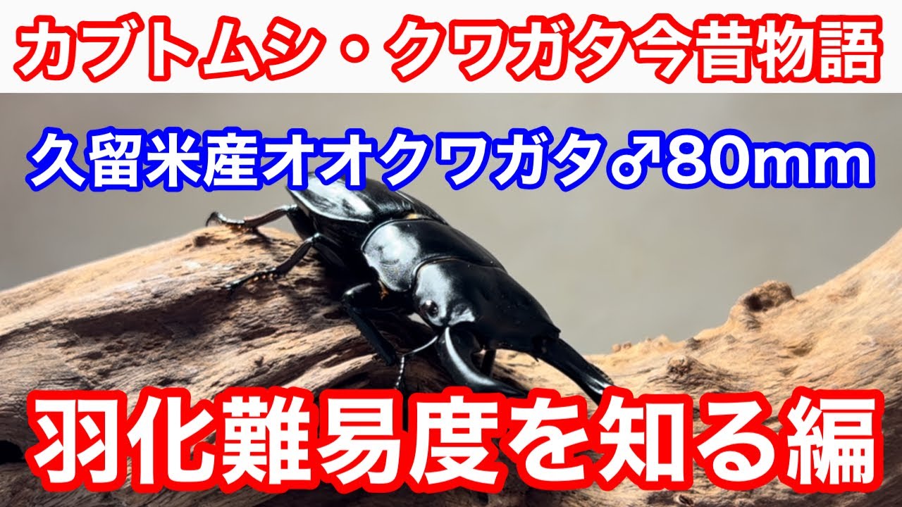 手渡し可能　トリオ 80mm 新成虫 久留米産 オオクワガタ ♂1 ♀2 国産オオクワガタ（久留米産）65mmペア【新成虫】 | 国産クワガタ