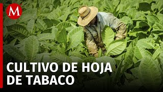 Más de 15 mil jornaleros llegan todos los años a Nayarit para cortar la hoja de tabaco by MILENIO 74 views 14 minutes ago 2 minutes, 48 seconds